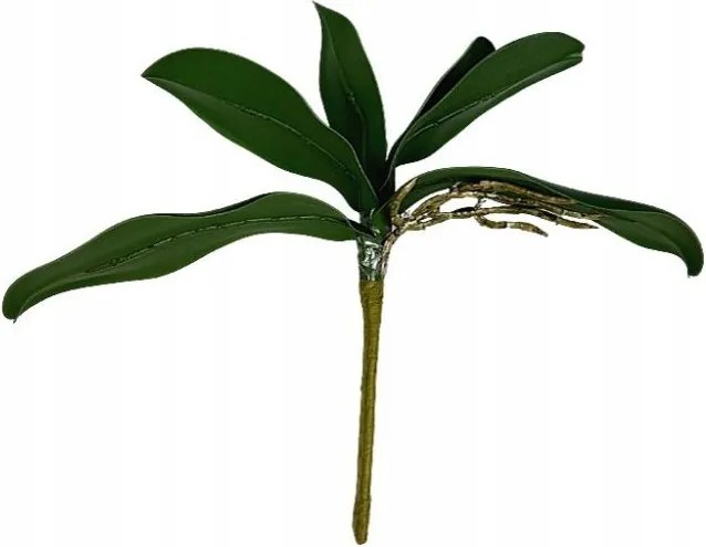 Orchidea levelek gyökérrel 28 cm