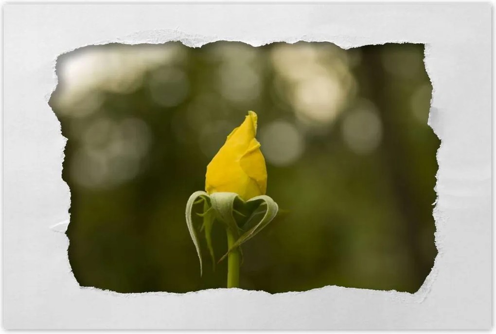 Poszterek 120x80 Sárga rózsa