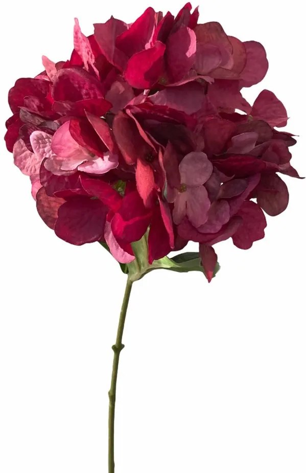 FLORISTA hortenzia, bordó