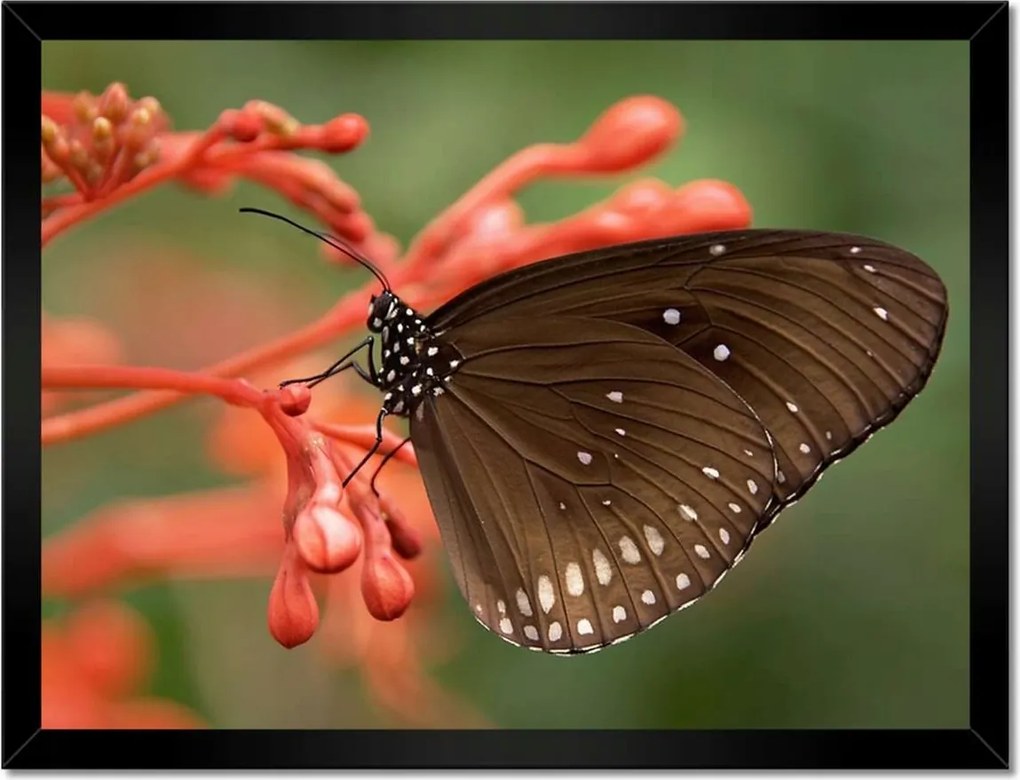 Poszter keretben 40x30 Barna pillangó