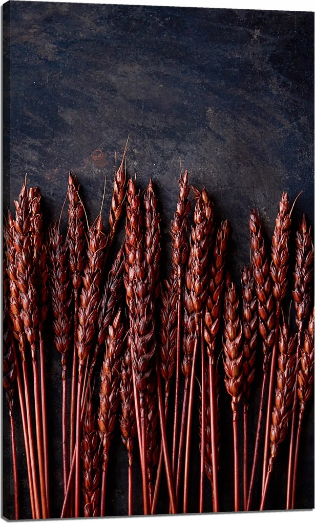 Botanika Vörös búza vászonkép 60x100