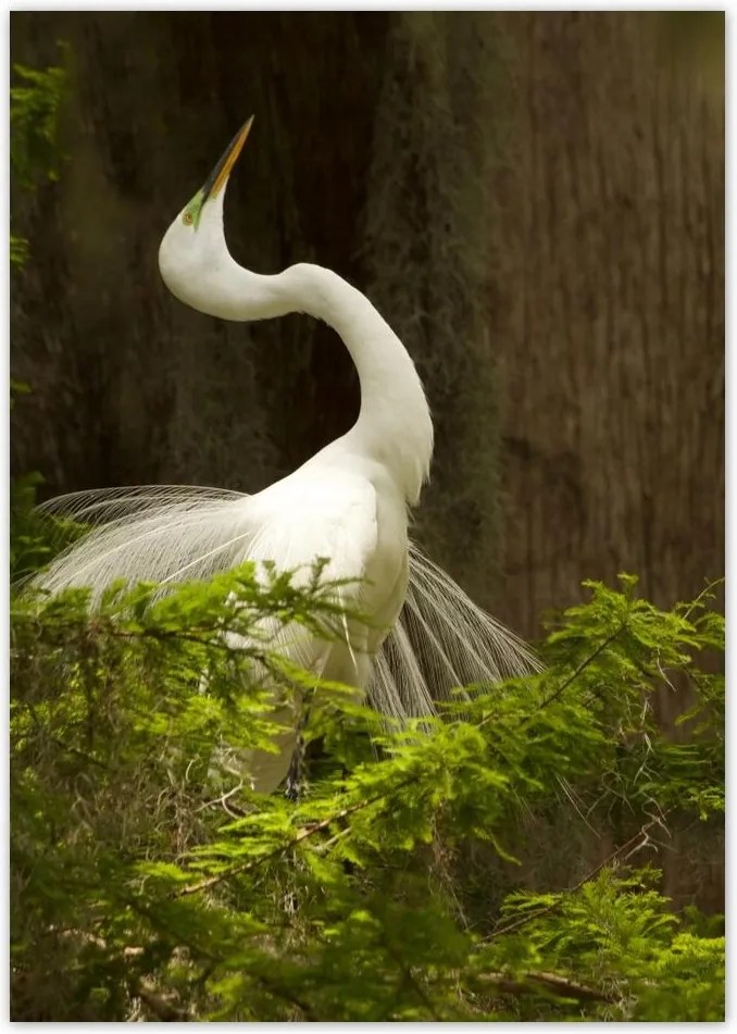 Poszterek A0 Pion Kalapos madár Tájkép Kilátás