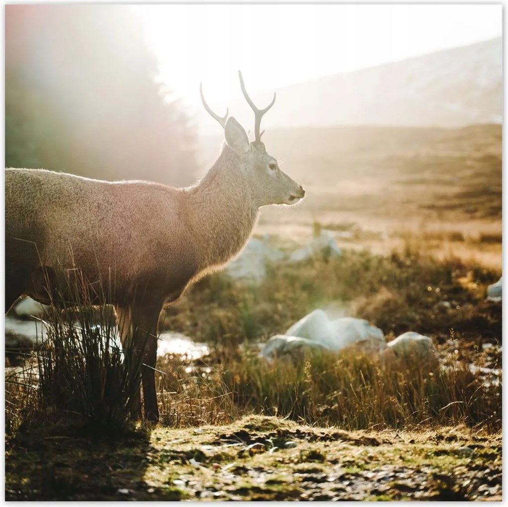 Poszterek 70x70 Szarvas felszarvazott