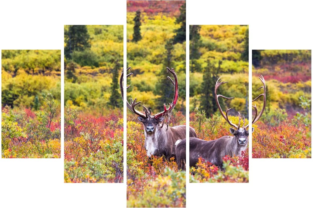 Kép - Caribou, Alaszka (150x105 cm)