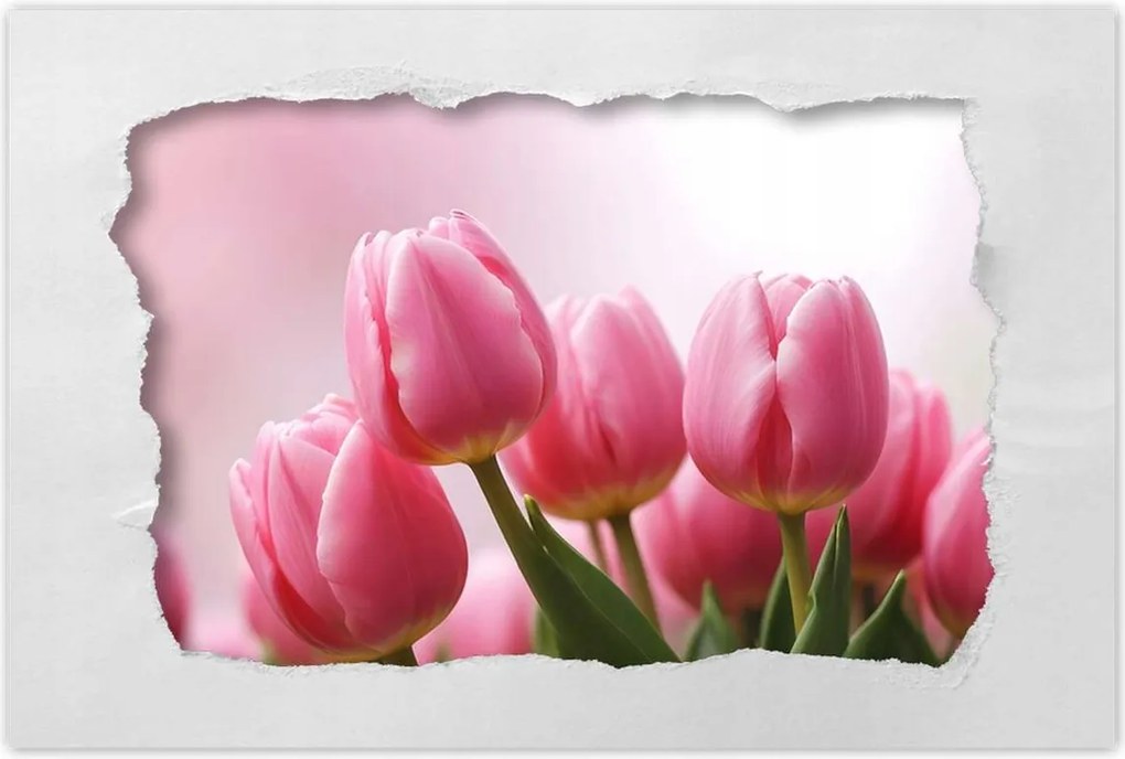 Poszterek 90x60 Rózsaszín tulipánok