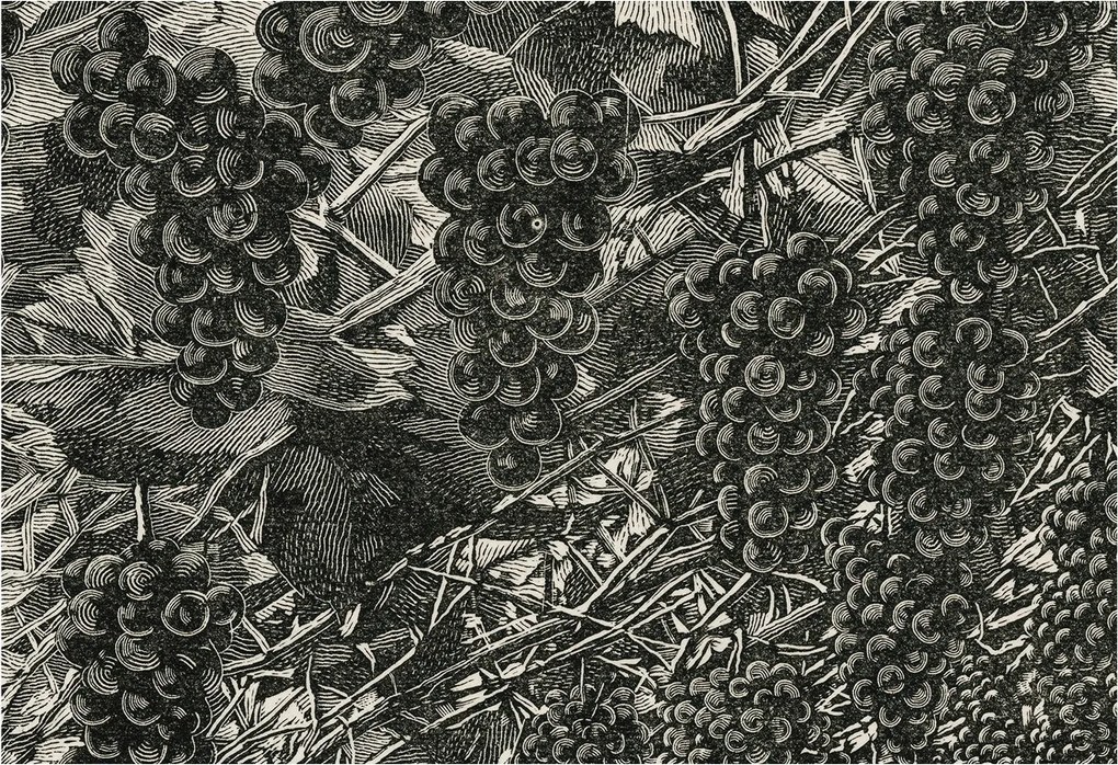 Tapéta Flizelin Falfestmény Prémium Szőlő nyomtatás 152x104 Ragasztó