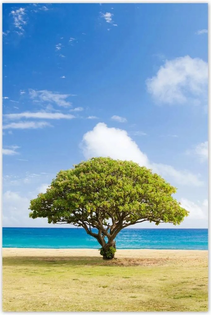 Poszterek 80x120 Tájkép fával