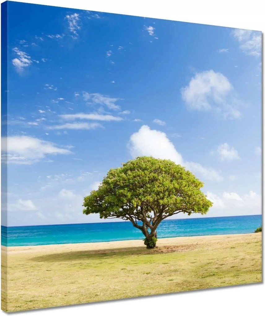 Vászonkép 40x40 Tájkép fával