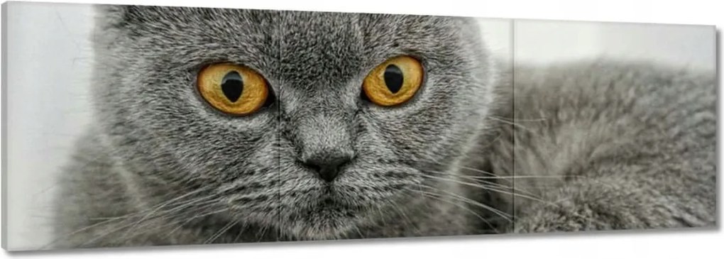 Vászonkép 120x40 Brit rövidszőrű macska