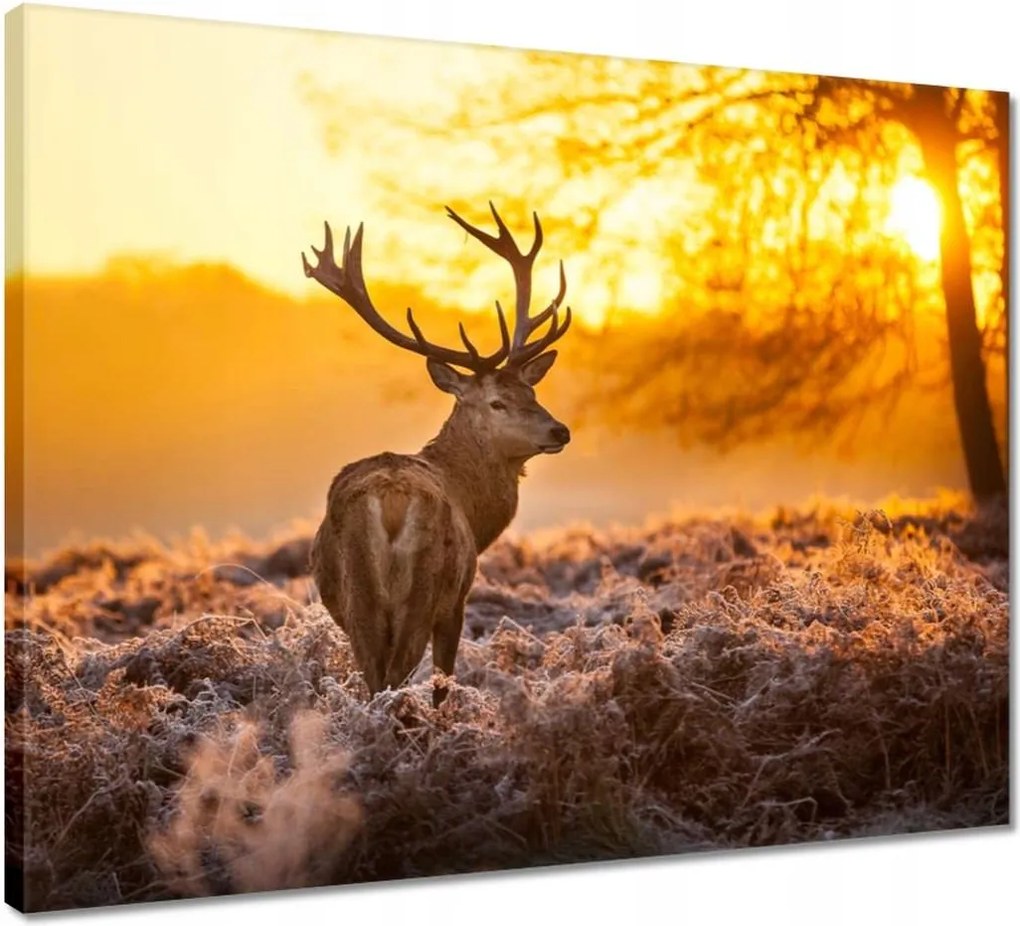 Vászonkép 50x40 Szarvas napfelkeltekor