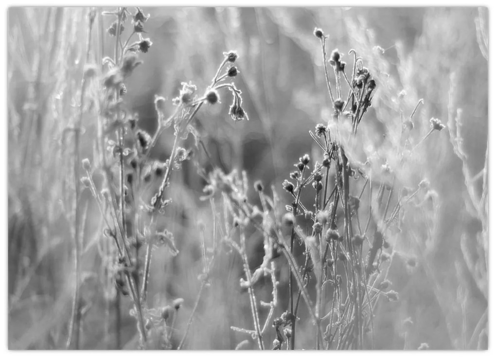 Üveg kép - Wild Meadow (70x50 cm)