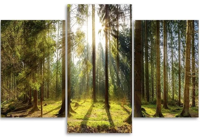 Gario Vászonkép Egy napsütéses nap az erdőben - 3 részes Méret: 90 x 60 cm