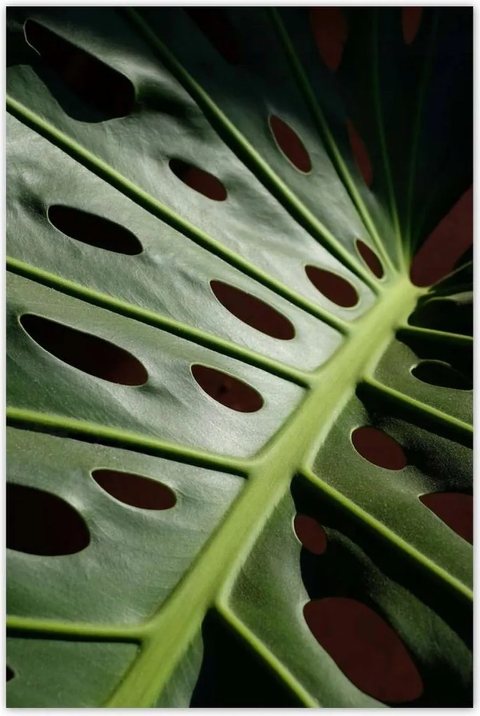 Poszterek 80x120 Mosnter levelek lyukas