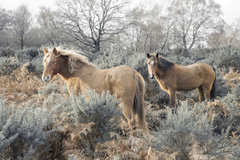 Poszter 45x30cm Lovak a vadonban, Assaf Frank
