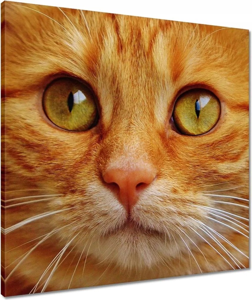 Vászonkép 60x60 Cica Cicák