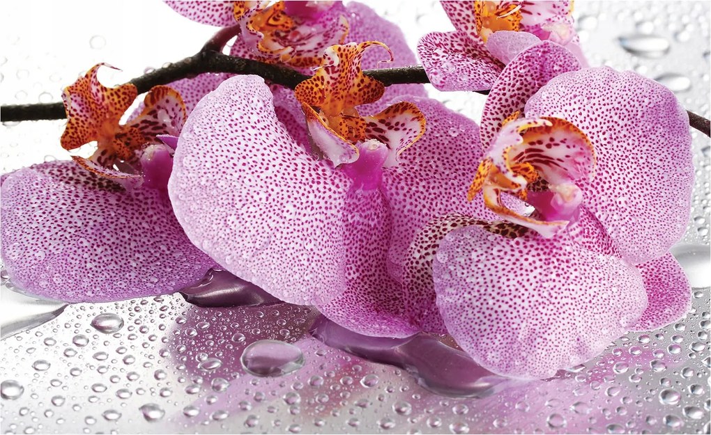 Fotótapéta Orchideák rózsaszín-lila szépség és nyugalom 300x210 +ragasztó