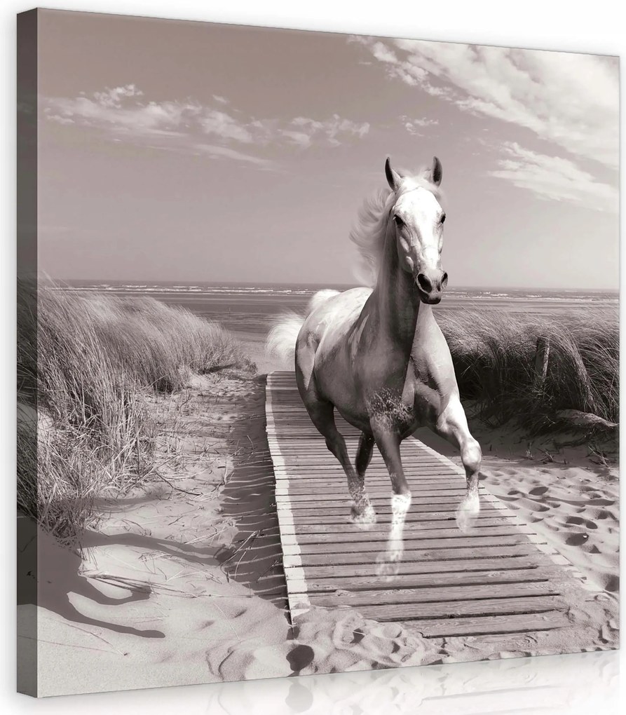 Vászonkép 40x40 Fehér Ló Tengerpart Reggel Modern Nappali