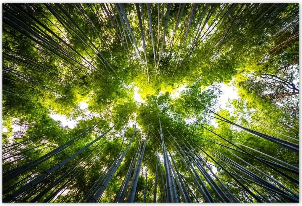 Poszterek 155x105 Bambusz trópusi erdő