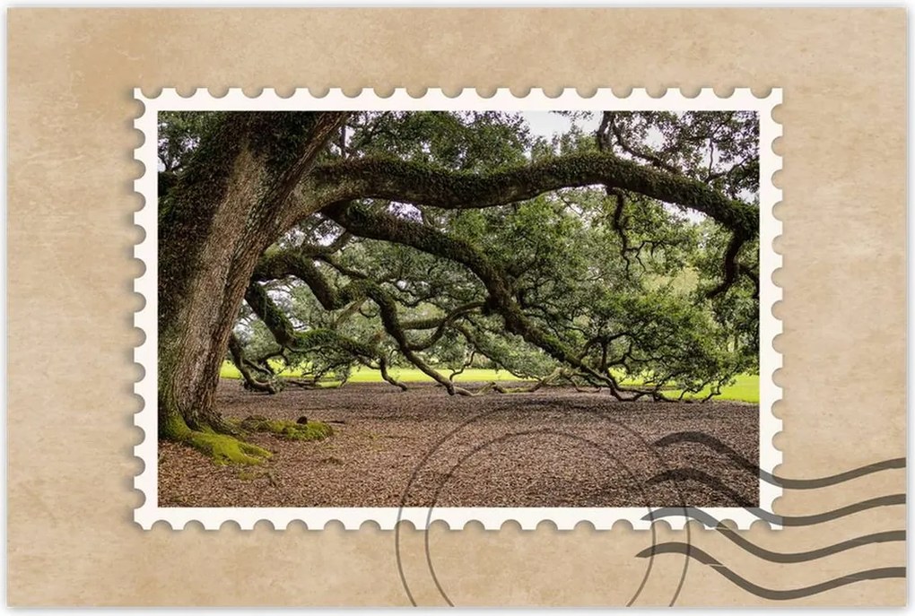 Poszterek 120x80 Szétnyitható tölgy