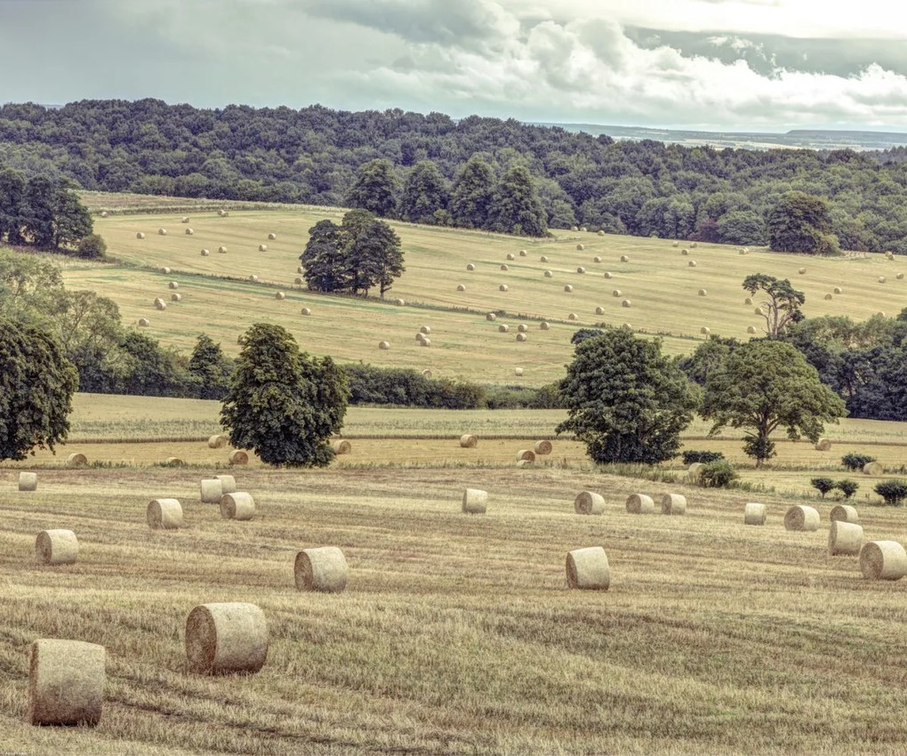 Poszter 60x50cm Szénakazalok a mezőkön 2, Assaf Frank