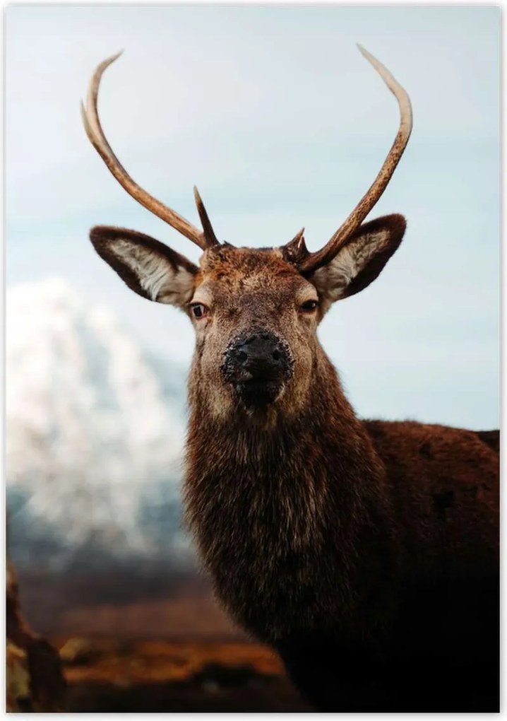 Poszterek 70x100 Szarvas felszarvazott