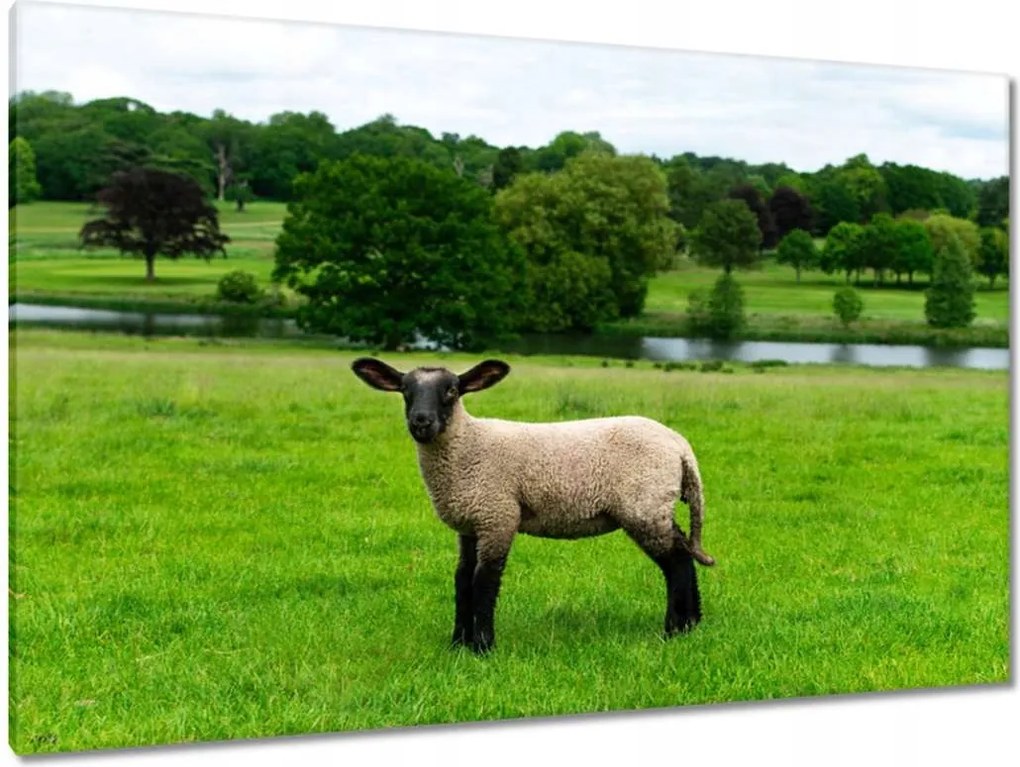 Vászonkép 120x80 Juh legeltetés Bárányok