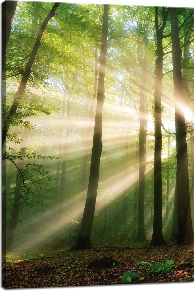 Vászonkép Nap az erdőben Fák Természet 40x60 cm