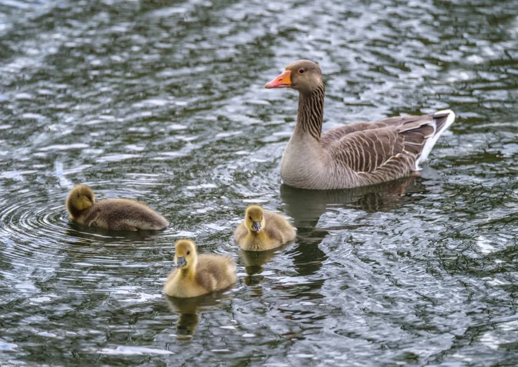 Poszter 59,4x42cm Lúd és anyja, Assaf Frank
