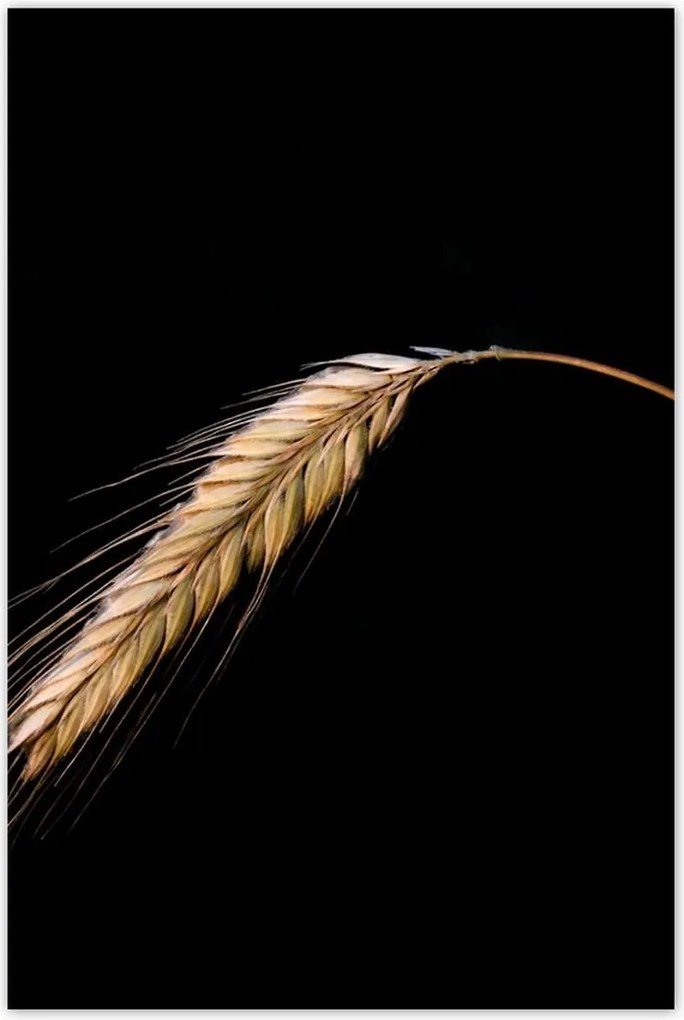 Poszterek 80x120 Kalász rozs gabona arany