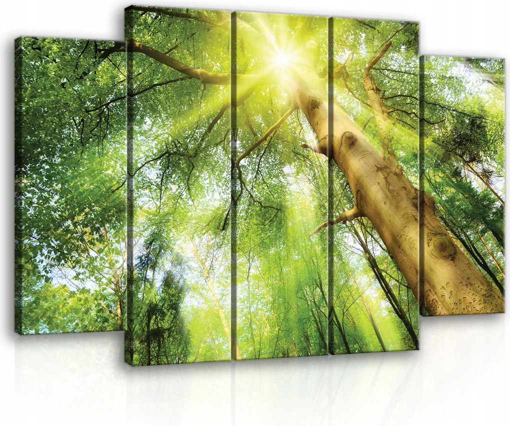 Vászonkép 5 részes Erdő Fák Természet Triptichon 150x100