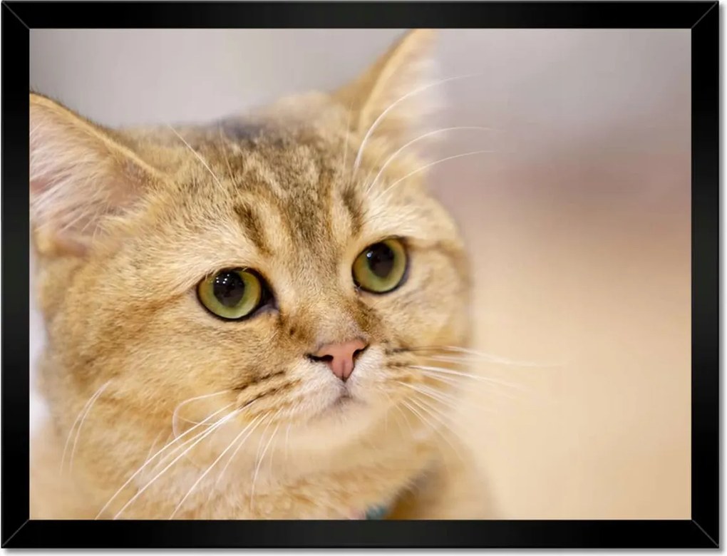 Poszterek keretben 40x30 Cica Cicák