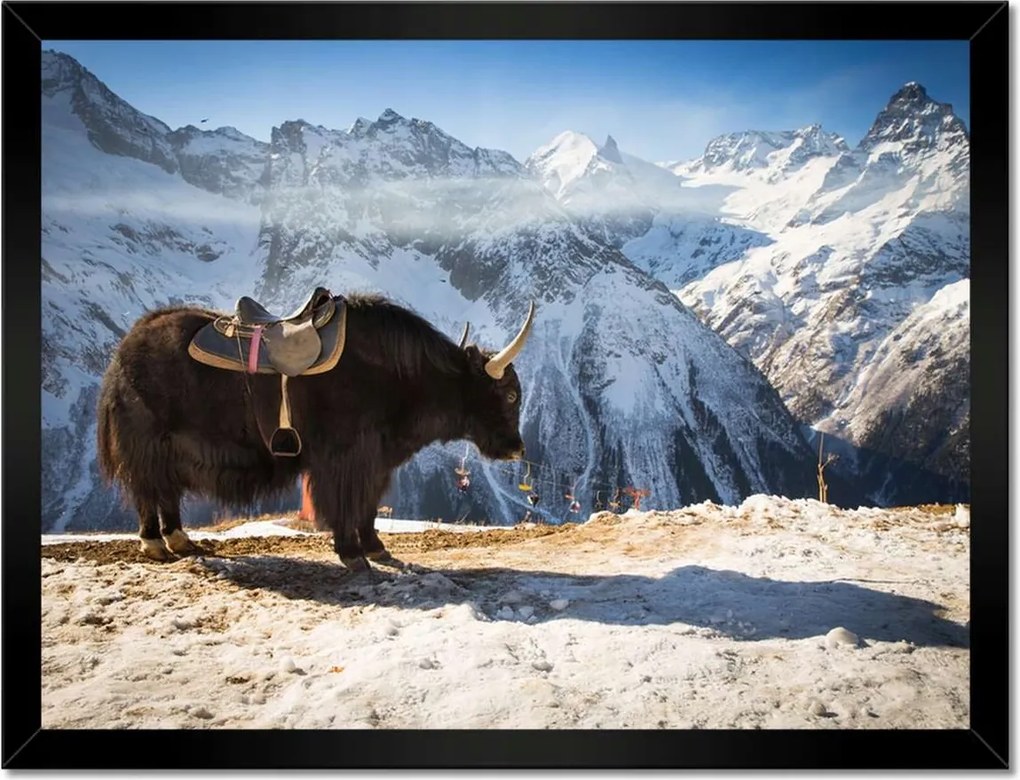 Poszterek keretben 40x30 Mint a himalájai