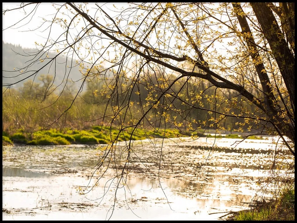 Poszter 50x70 fa naplemente folyó fotopp