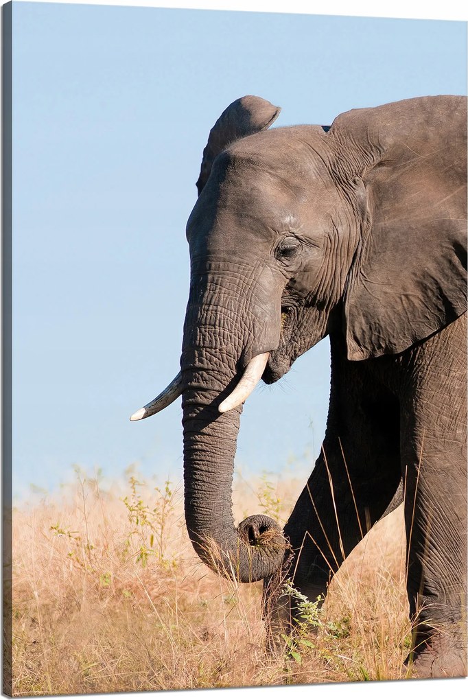 Vászonkép Szürke Nagy Elefánt Trombita Szavanna Meleg 80x120 cm