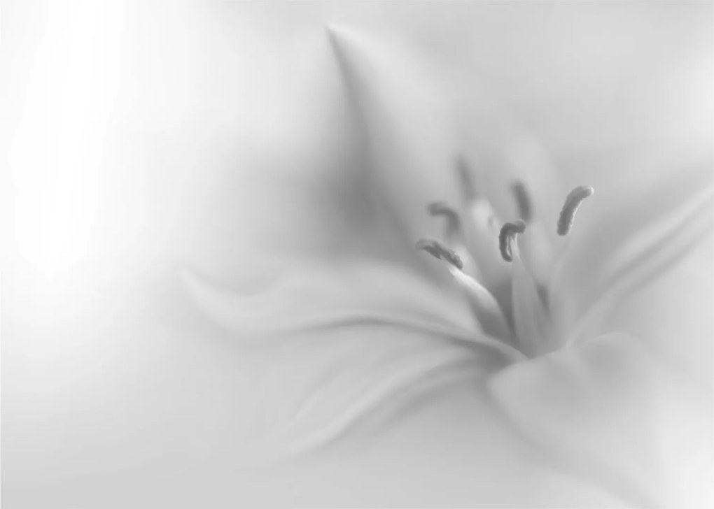 Kép - Delicate Lily (70x50 cm)
