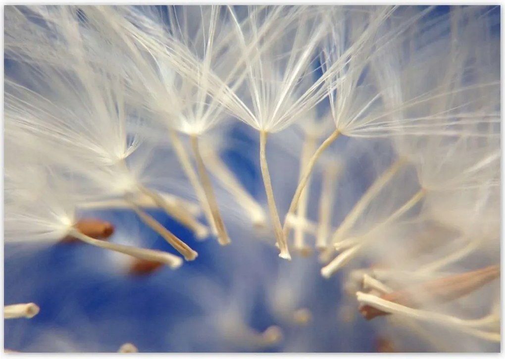 Poszterek 100x70 Pitypang Virág Virágok