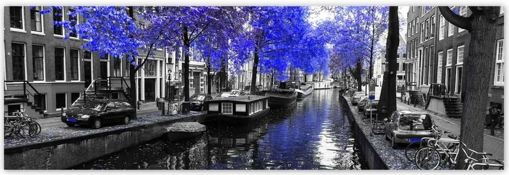 Poszterek 200x66 Búzavirág Amszterdam