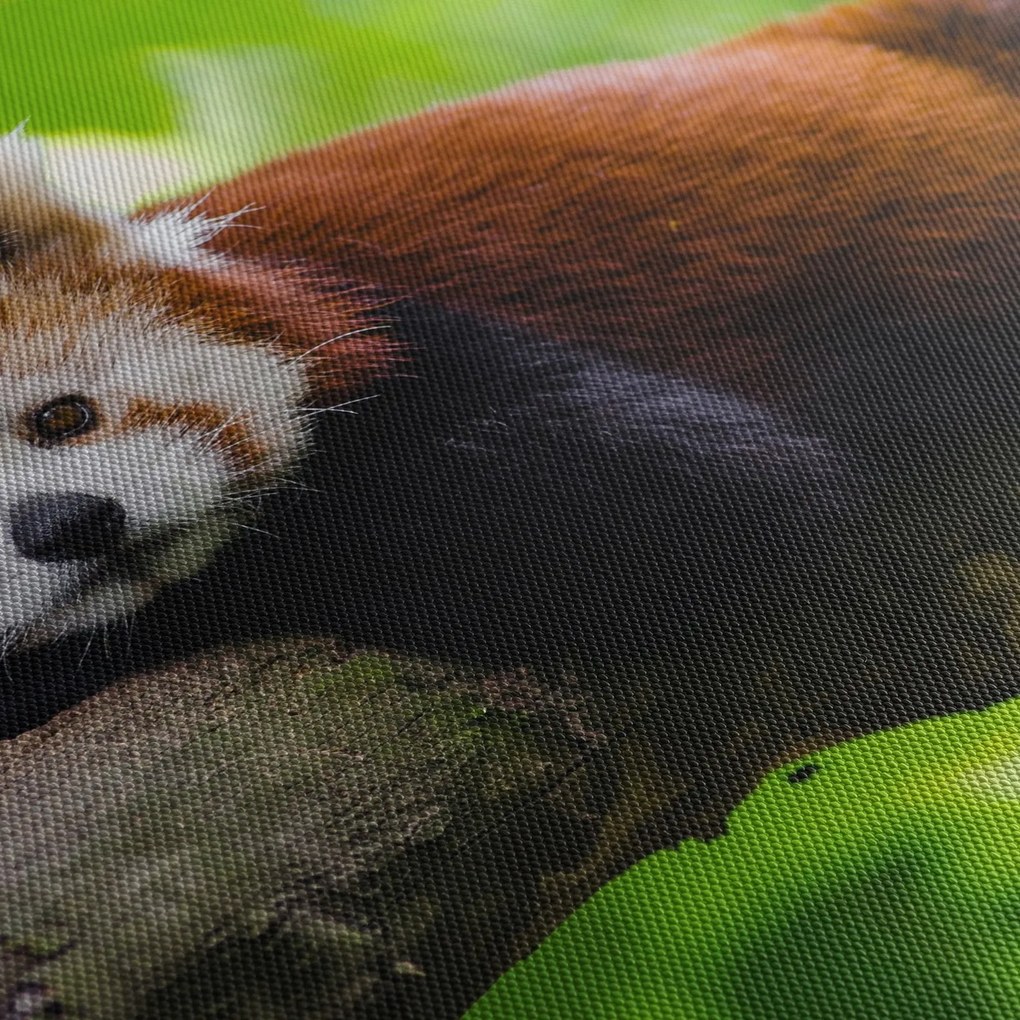 A vörös panda képe (120x50 cm)