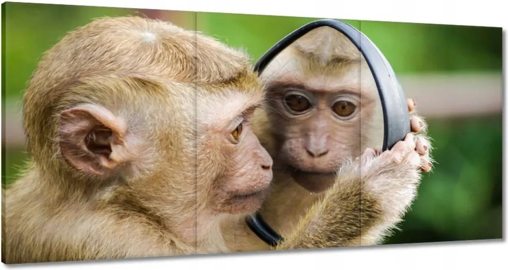 Vászonkép 120x60 Állatok