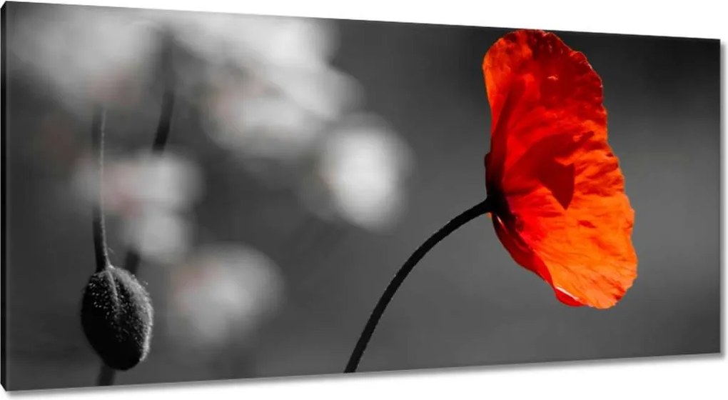 Vászonkép 115x55 Virágzó piros pipacs