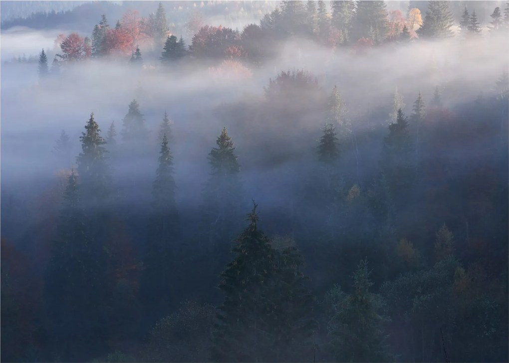 Kép - erdő a ködben, Carpathians, Ukraina (üvegen) (70x50 cm)