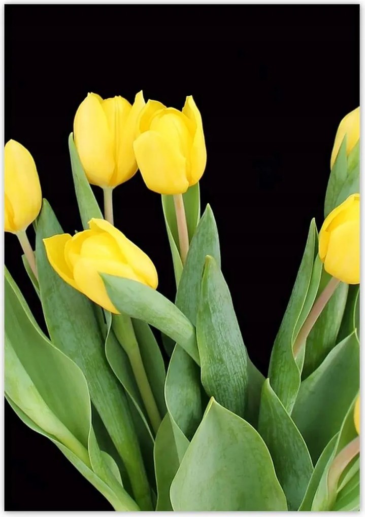 Poszterek 70x100 Sárga tulipánok