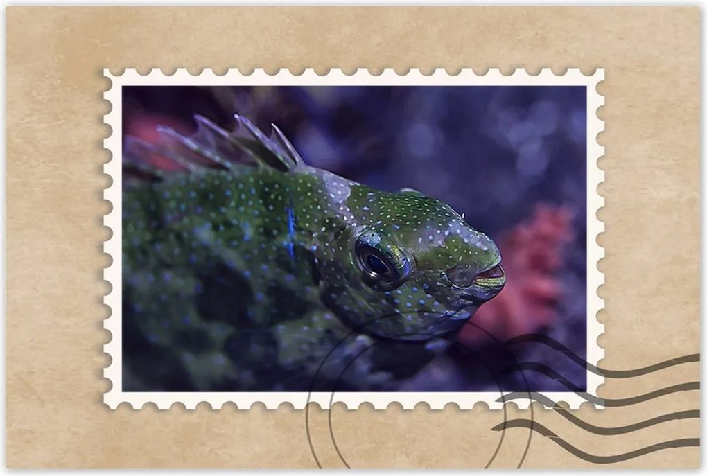 Poszterek 60x40 Tengeri vízi ökoszisztéma