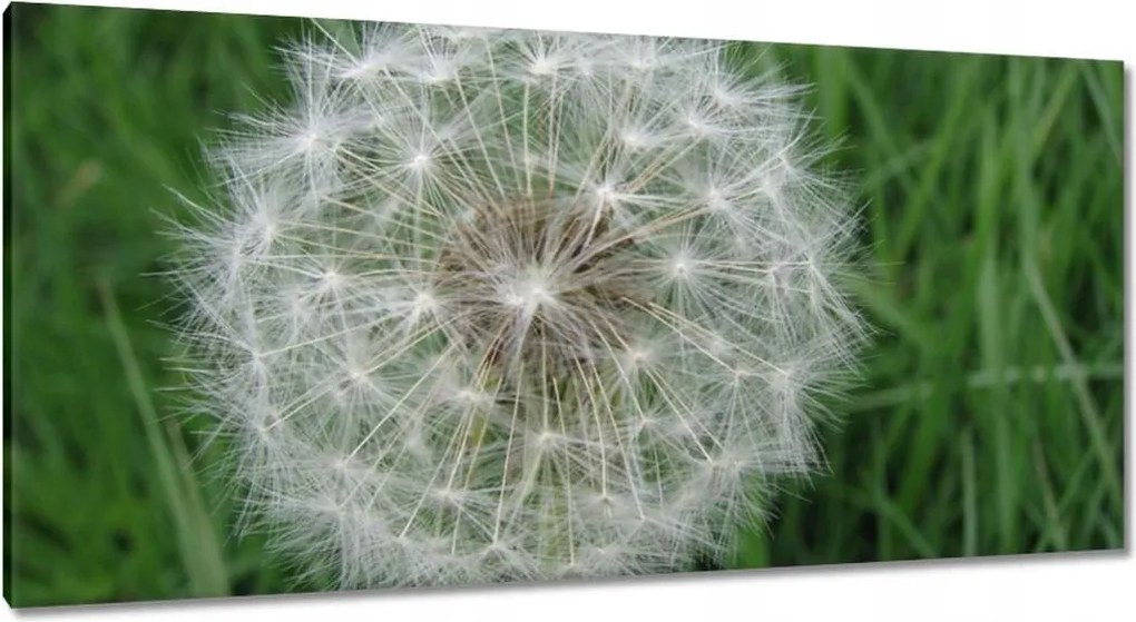 Vászonkép 115x55 Pitypang Virág Virágok