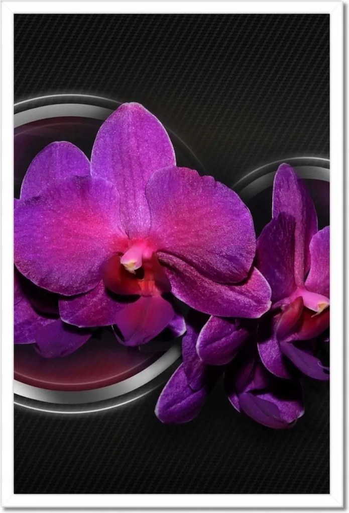 Poszterek keretben 40x60 Lila leander