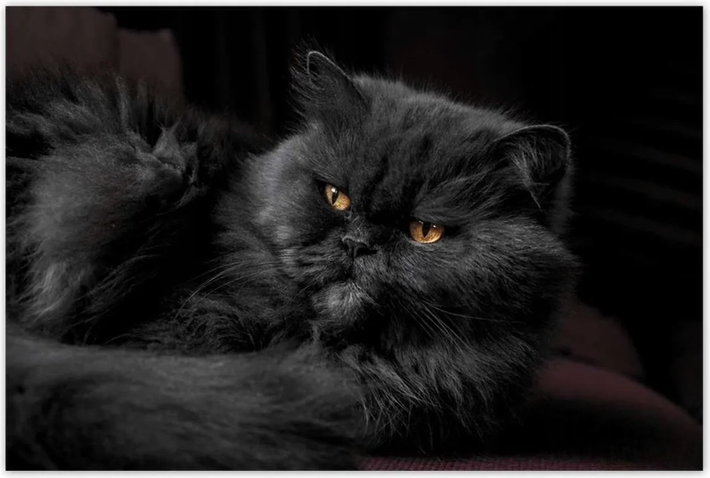 Poszterek 120x80 Cica Cicák