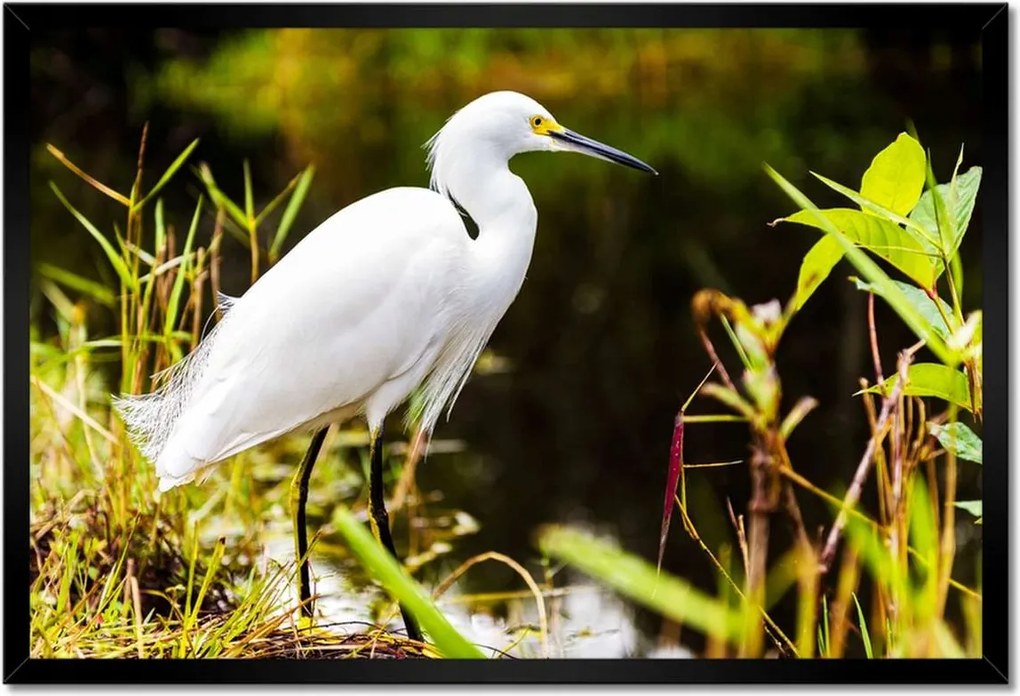 Poszterek keretben 60x40 Kalapos madár Tájkép Kilátás