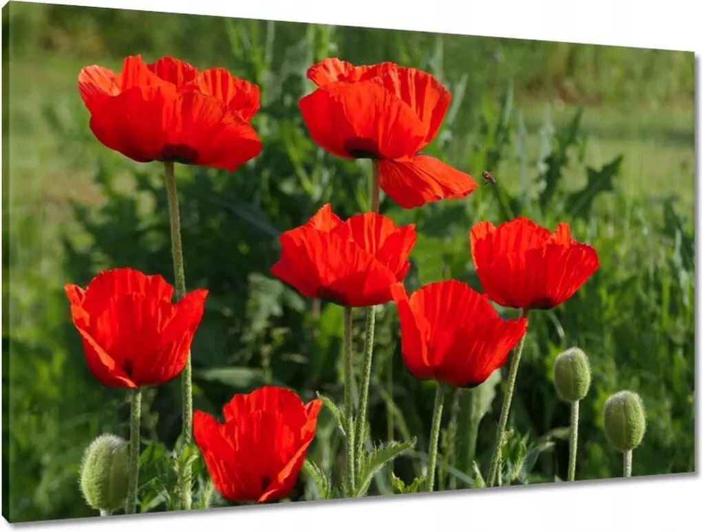 Vászonkép 90x60 Pipacs Virágok