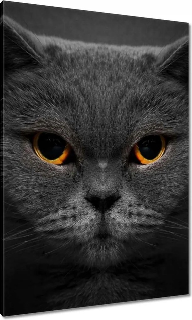 Vászonkép 70x100 Méltóságteljes macska