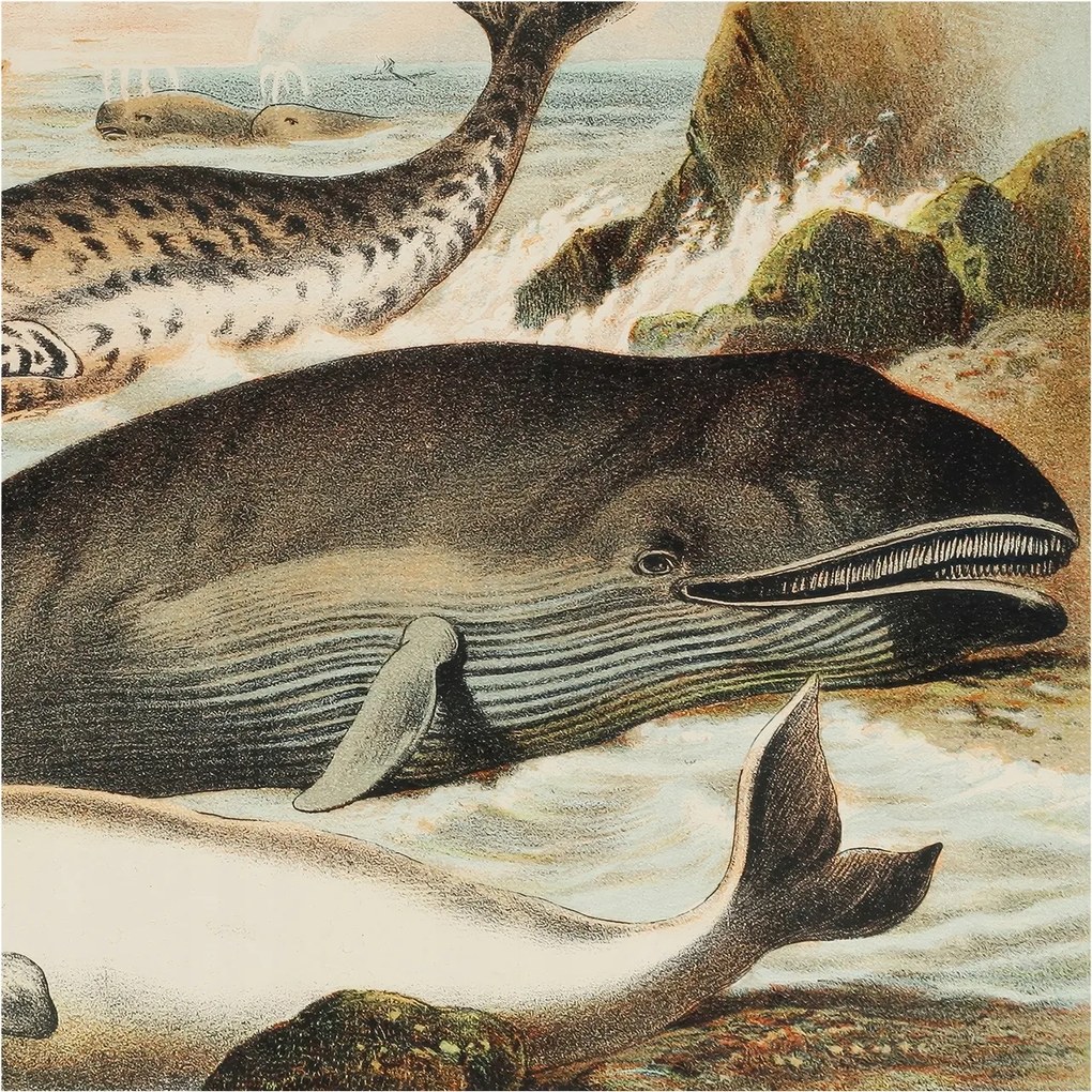 Fali fotótapéta Flizelin a szobába Tengeri óriások 250x250 Ragasztó